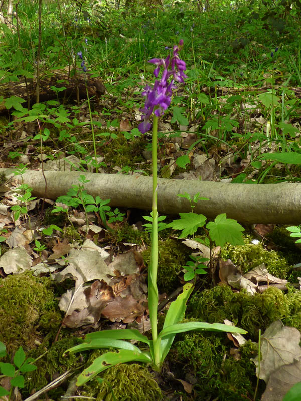 Orchis mascula 'purpurea'